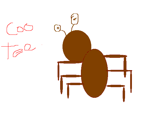 COO