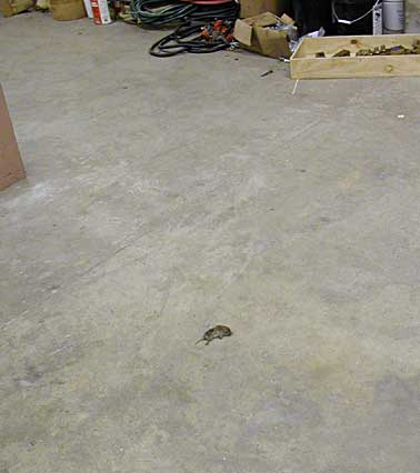 Dead Mouse