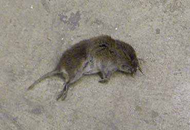 Still Dead Mouse