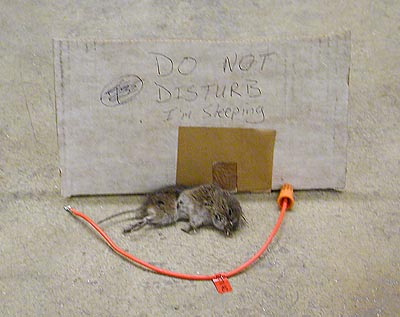 mouse.jpg