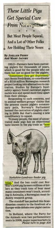 Boar Taint