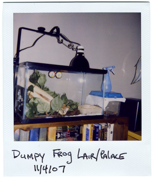 Dumpy Frog Lair