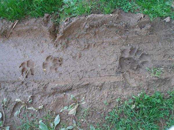 Bear Print
