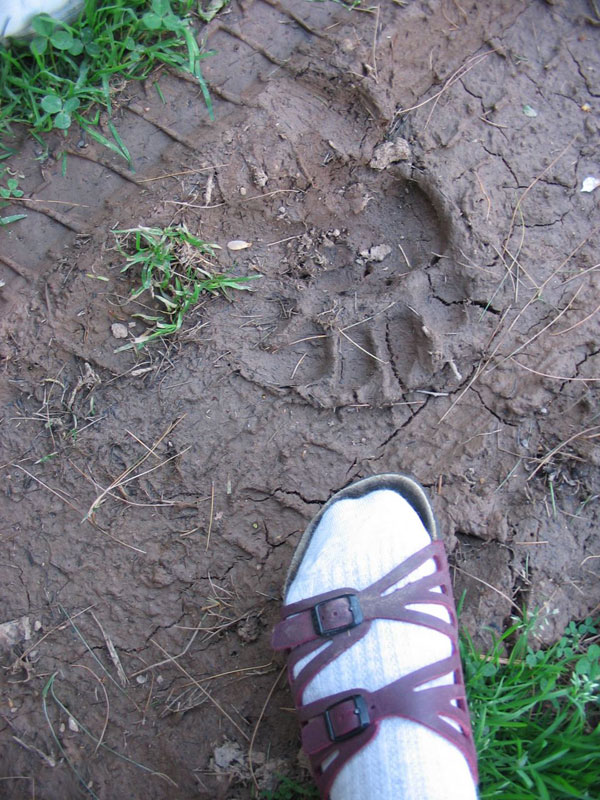 My Mom's foot next to the bear print.